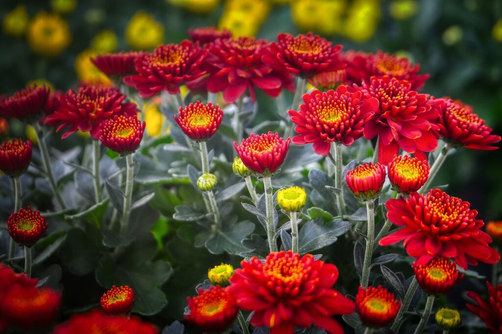 g12a8361665e80665a95cf869bd43a67ab4a2d1f852b6a70c953ad1d8a1c6efd1403d8535a6da52274809d92157cb0bc2c2ea388c4188c315fd75939d45e1a972 1280 5337641 flower, flower bed, spring flowers, garden, nature, blossoms, flower background, beautiful flowers, flora, flower meadow, bloom, petals, flower garden, flower wallpaper, coloured, nursery, multicoloured, bright, spring, growth, grow