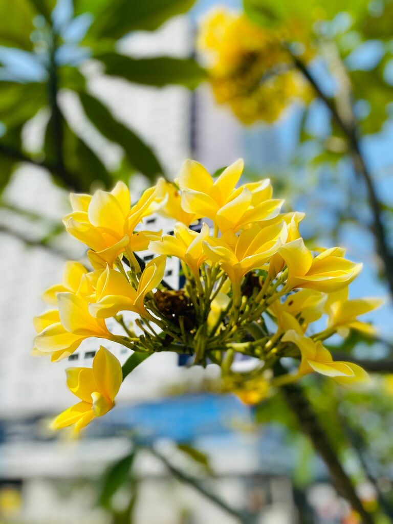 flowers, petals, garden, flora, botany, beautiful flowers, flower background, nature, plumeria rubra, kembang, ruben sukatendel, flower wallpaper, pohon kamboja, kemboja plumeria pink, bunga kemboja