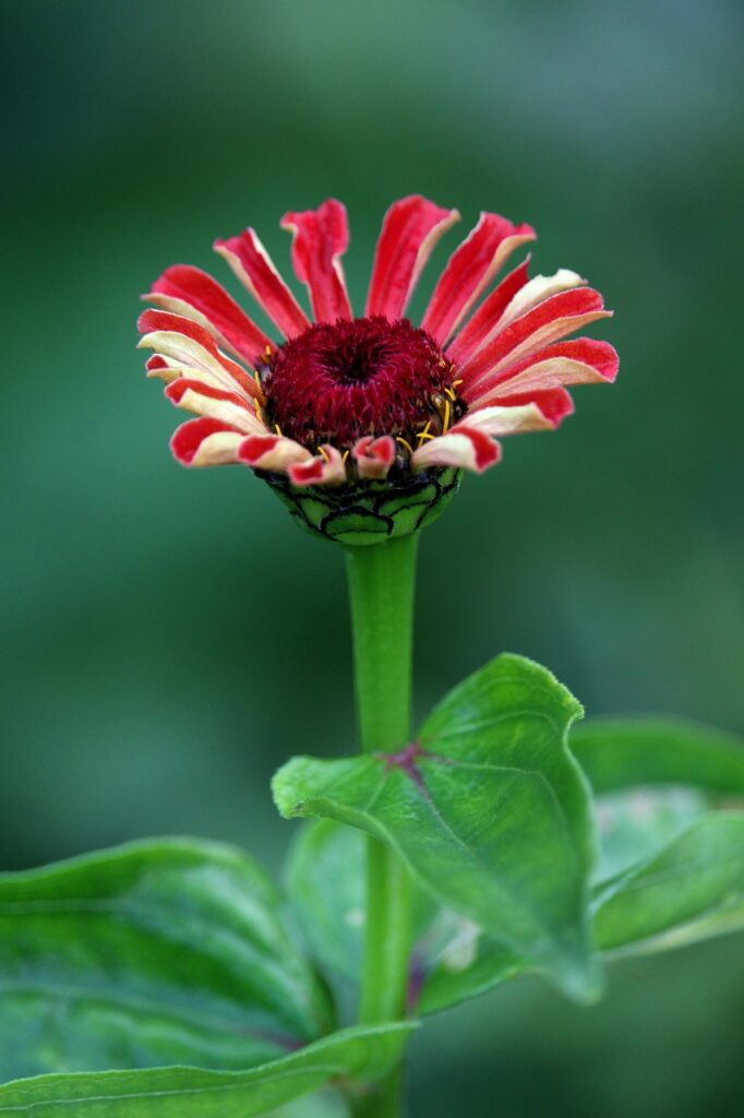 gc17f8af074ed7bdf8c061d745ae7acf75f4c9ec480e0113619c82a0bed25f9a52c7ba751ff0526a689e9c8d73abdbb34743c9b85b837db0493c0e722f397b451 1280 7503610 zinnia, garden, blossom, bloom, flora, flower bed, flower background, beautiful flowers, nature, petals, close up, flower meadow, flower garden, flower, annual, floriculture, flower wallpaper, flower seeds, nursery, to see