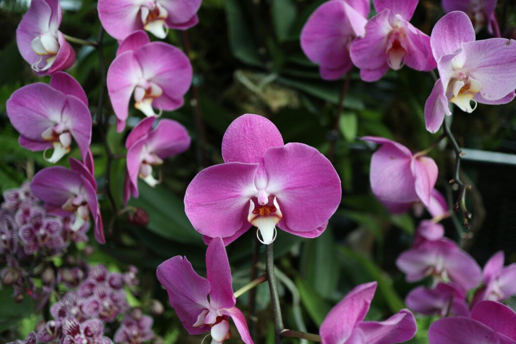 pexels photo 12100738 12100738 Close-up of vibrant pink moth orchids in a lush garden setting.