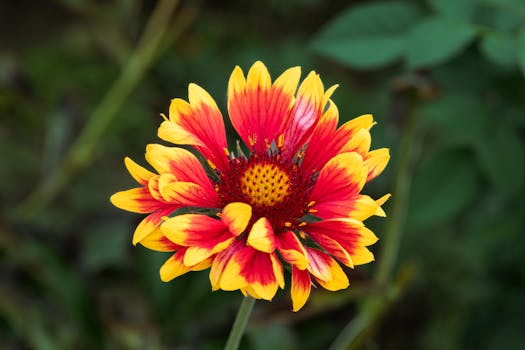 A vivid Gaillardia flower displaying red and yellow petals in natural outdoor setting.