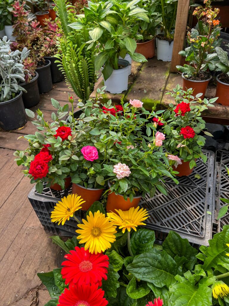 pexels photo 34974674 34974674 Vibrant red, pink, and yellow flowers blooming in a greenhouse with lush foliage.