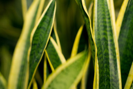 Close-up image of Dracaena trifasciata leaves, showcasing green and yellow coloration.