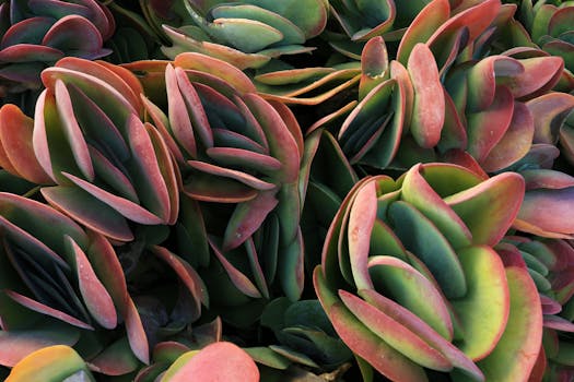 Vibrant close-up of Kalanchoe luciae with layered, colorful leaves.