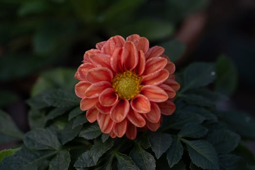 A stunning orange dahlia flower in full bloom, displaying rich colors and intricate petals.