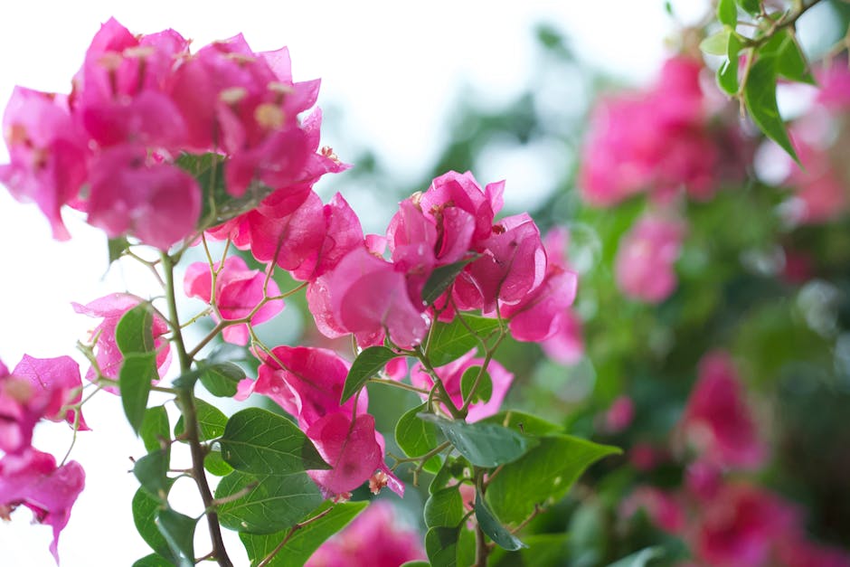 Close-up of vivid pink bougainvillea flowers in natural light, showcasing their beauty.