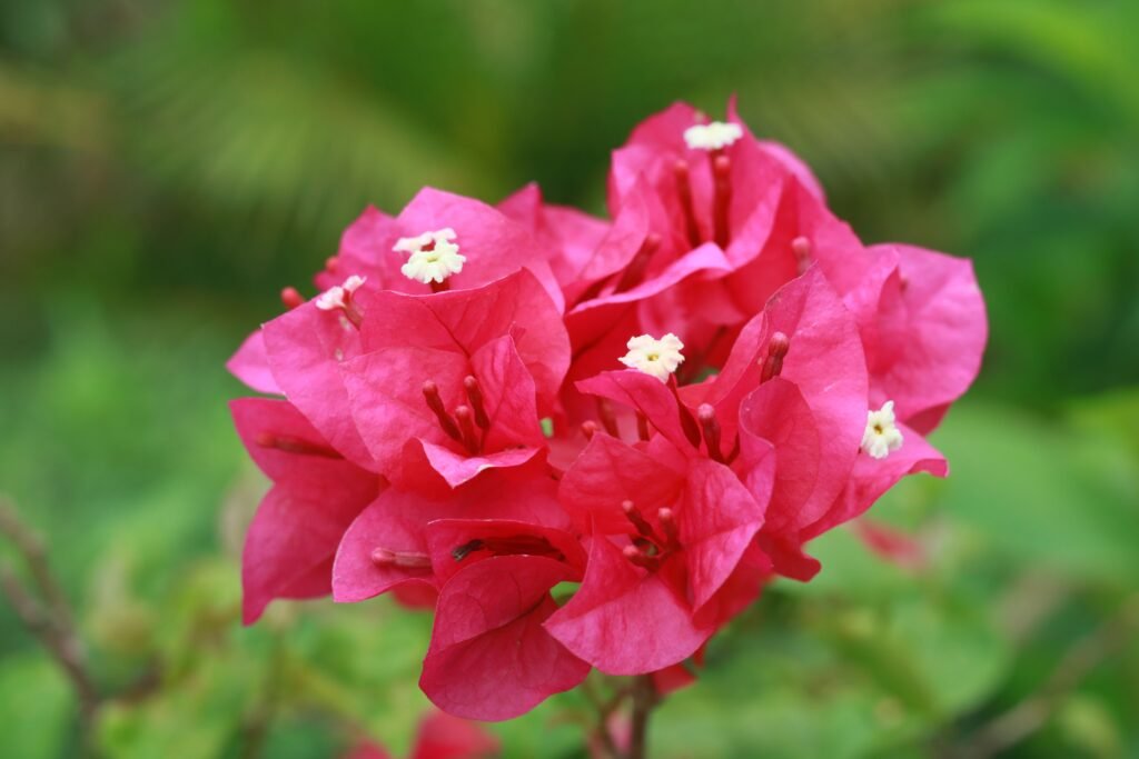 pexels-photo-12997641-12997641 Close-up of pink bougainvillea blossoms with lush green background.