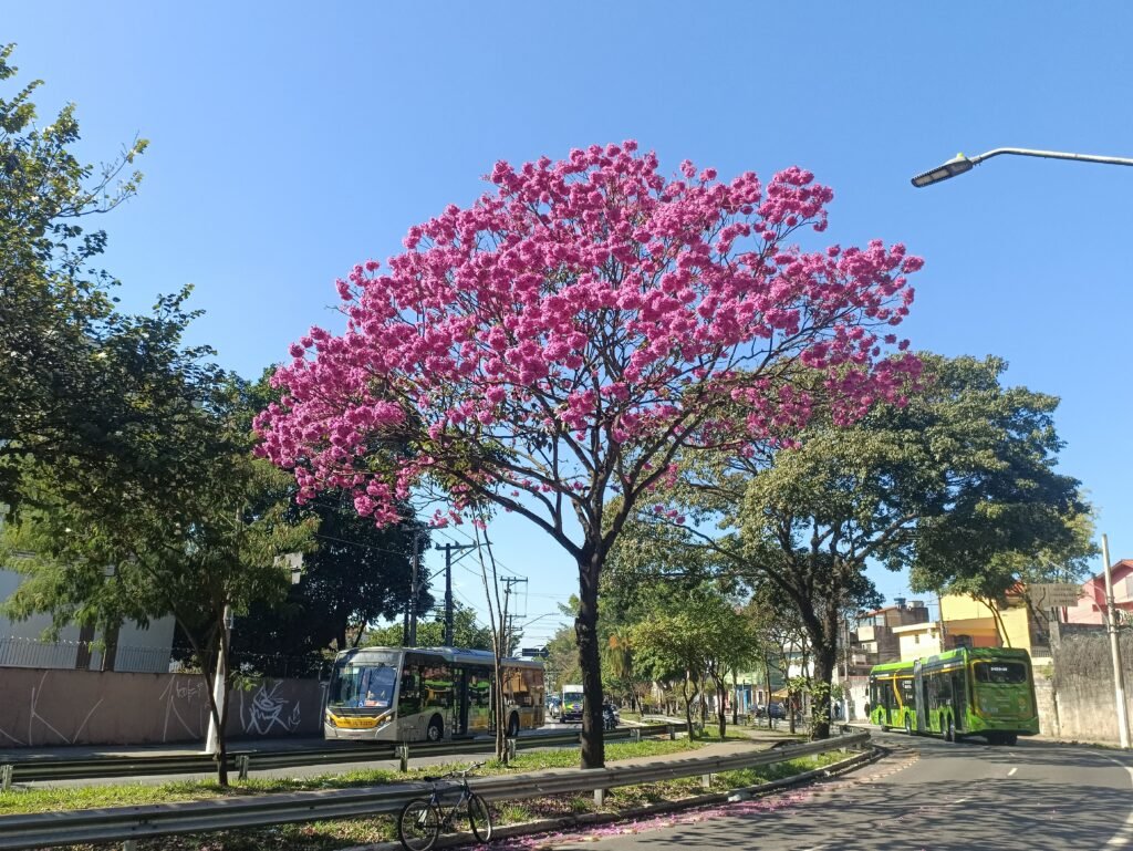 pexels-photo-38198790-38198790 Beautiful pink Tabebuia tree blossoms in São Paulo street, capturing urban nature.