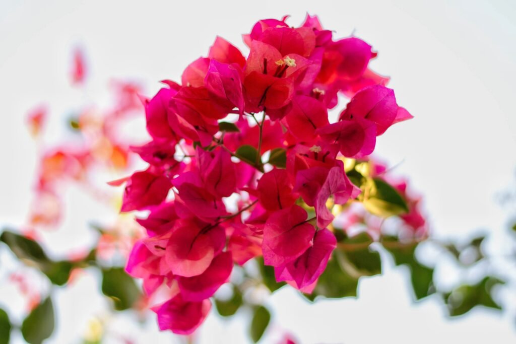 Close-up of pink bougainvillea flowers blooming under bright sunlight, showcasing vibrant colors.